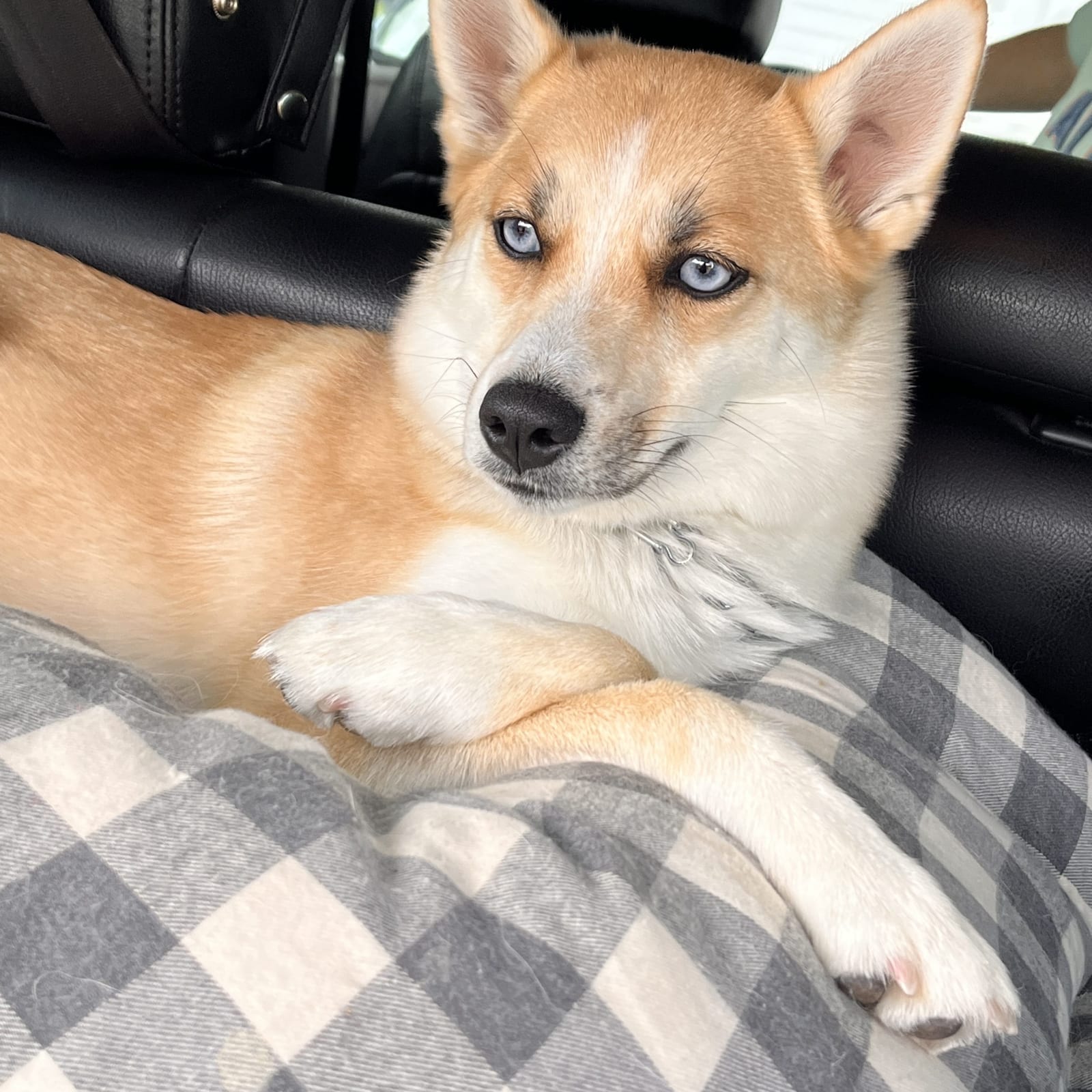 Ryder