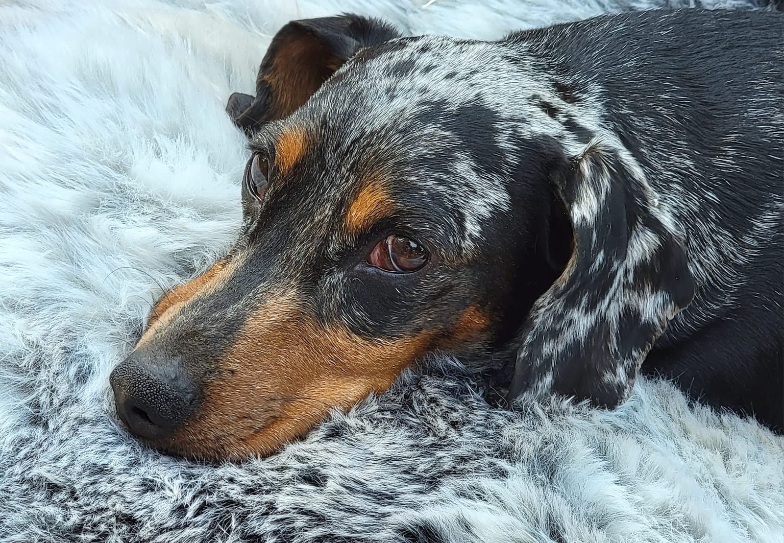 Roger