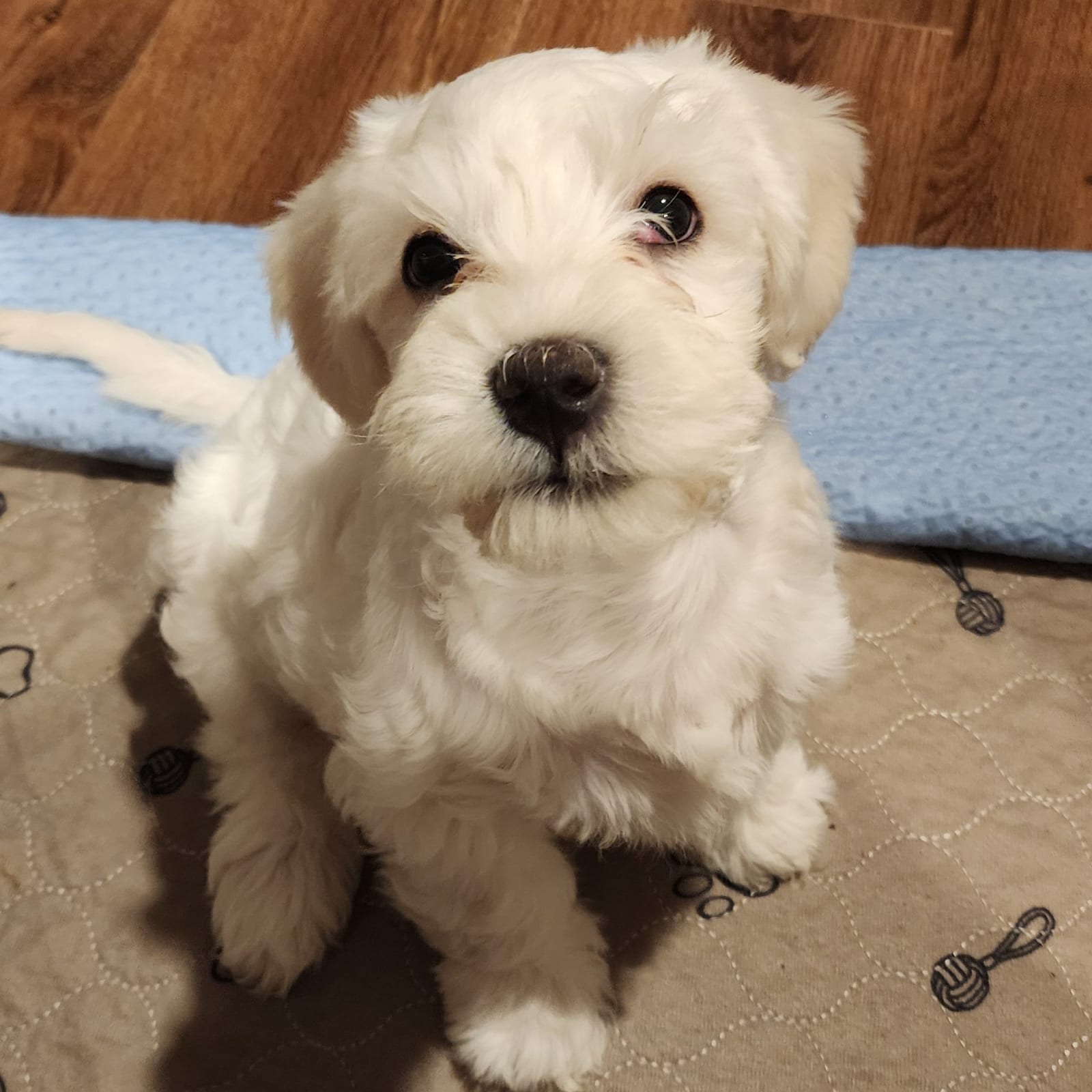 Oliver