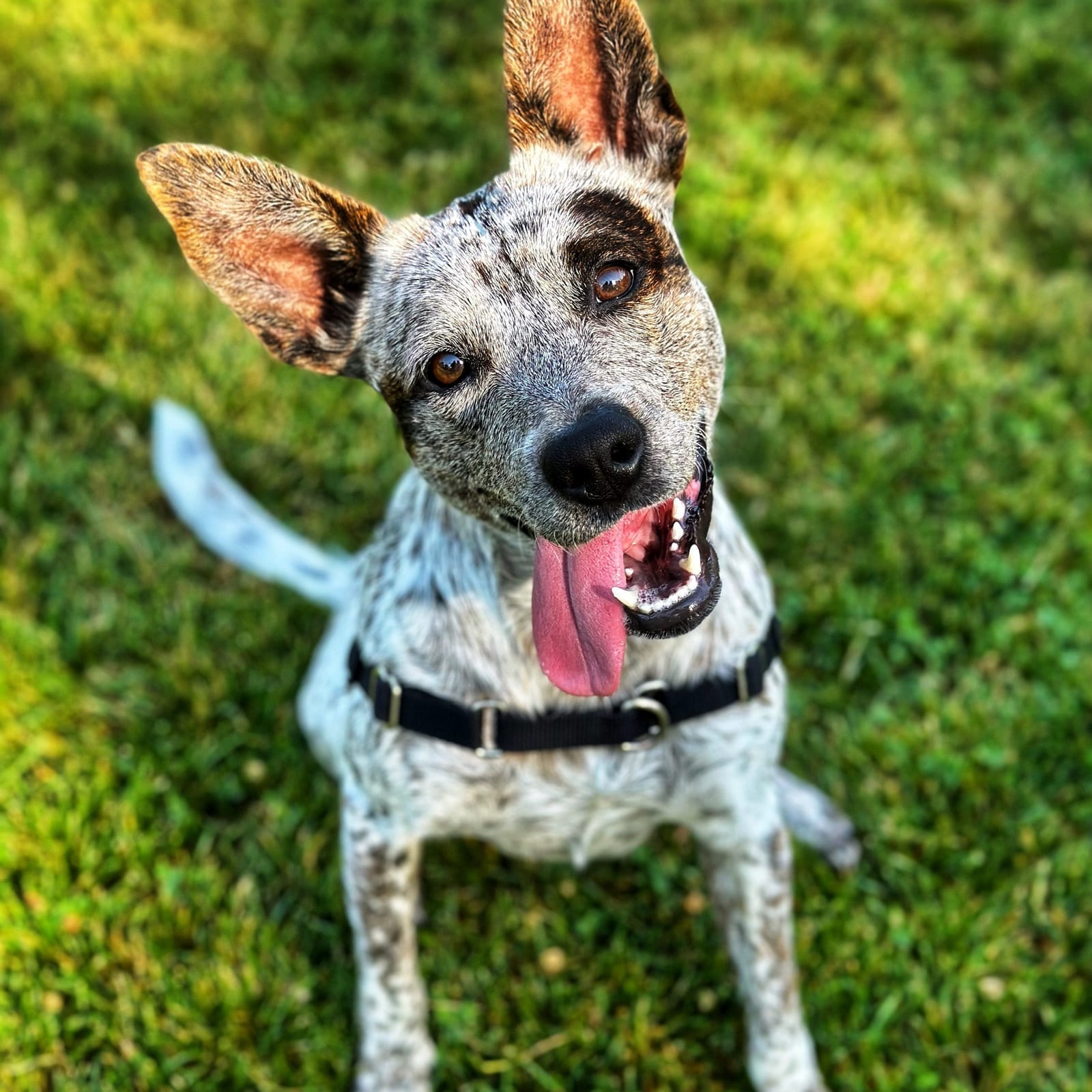 Piper