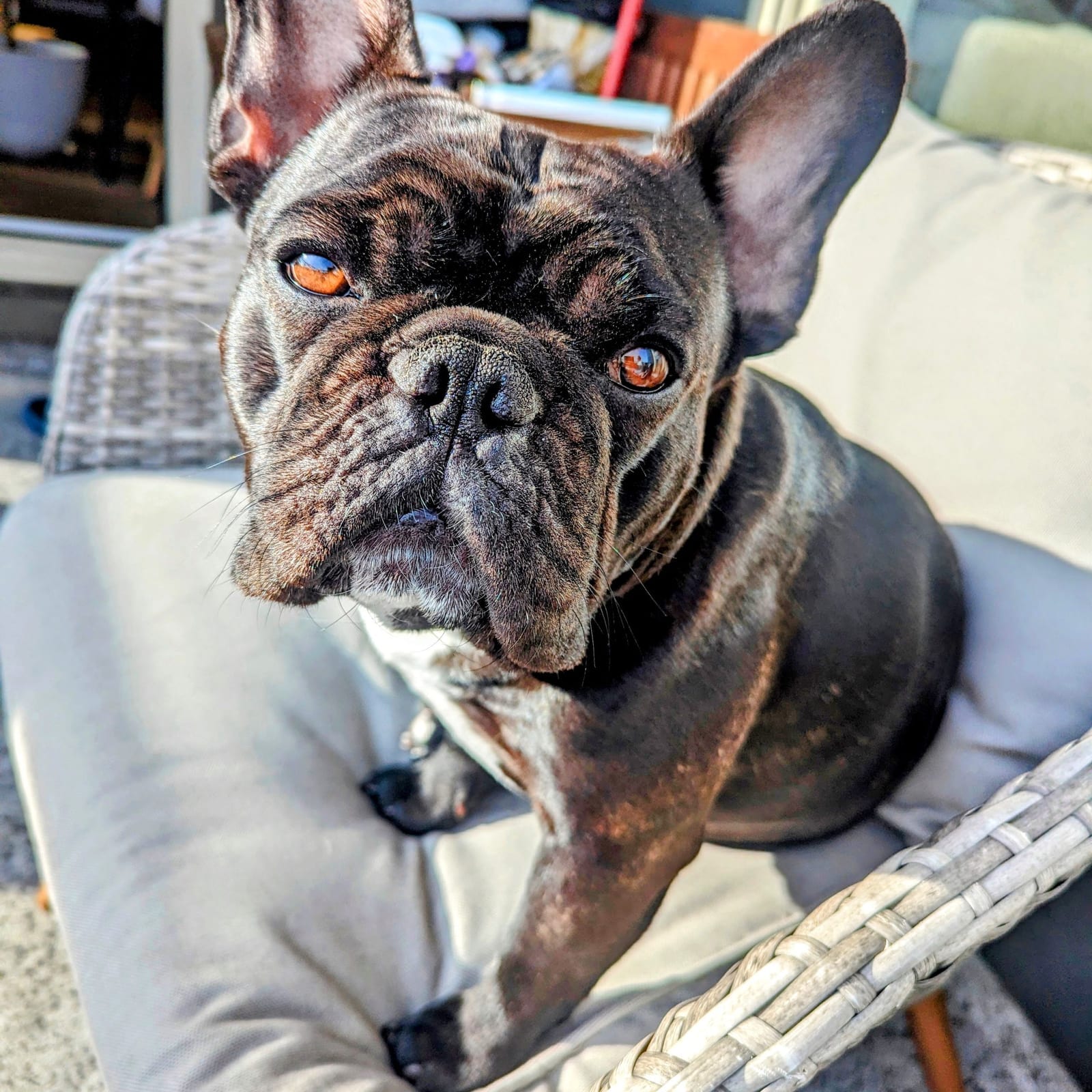 Bo