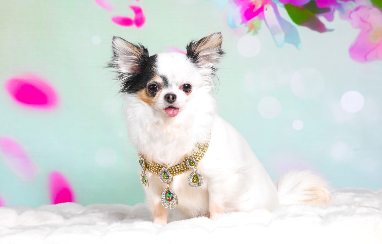 Mitzy