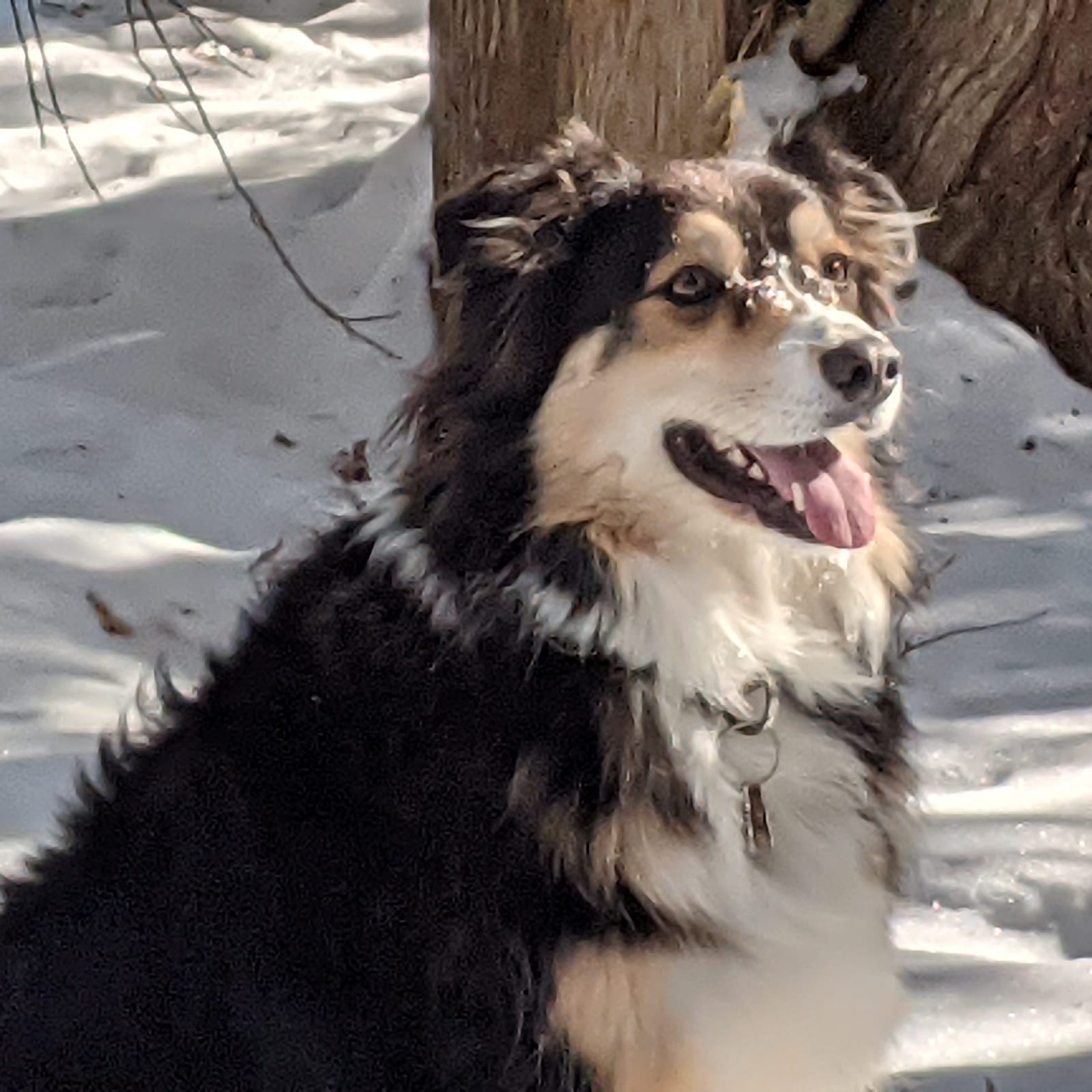 Nellie