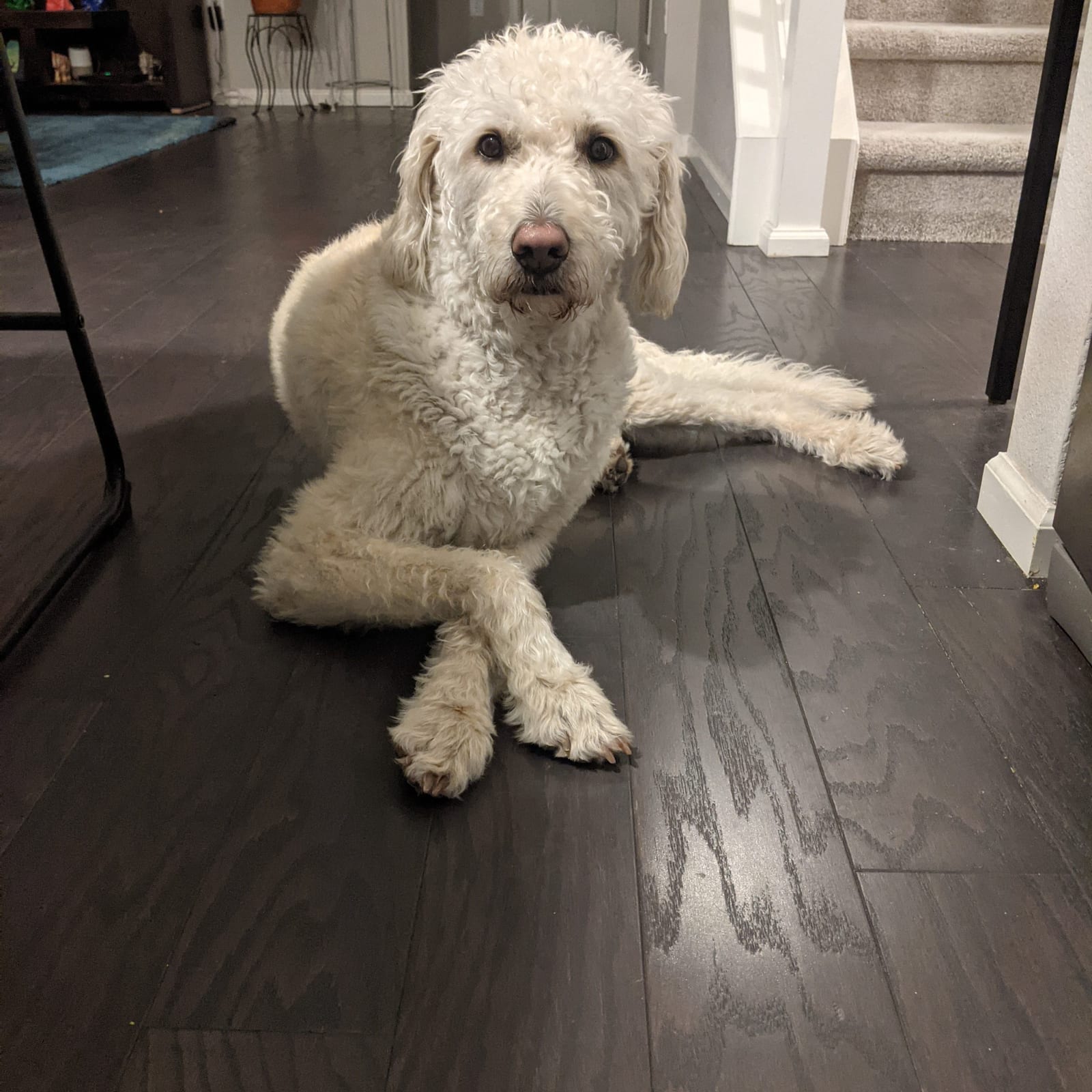 Stella