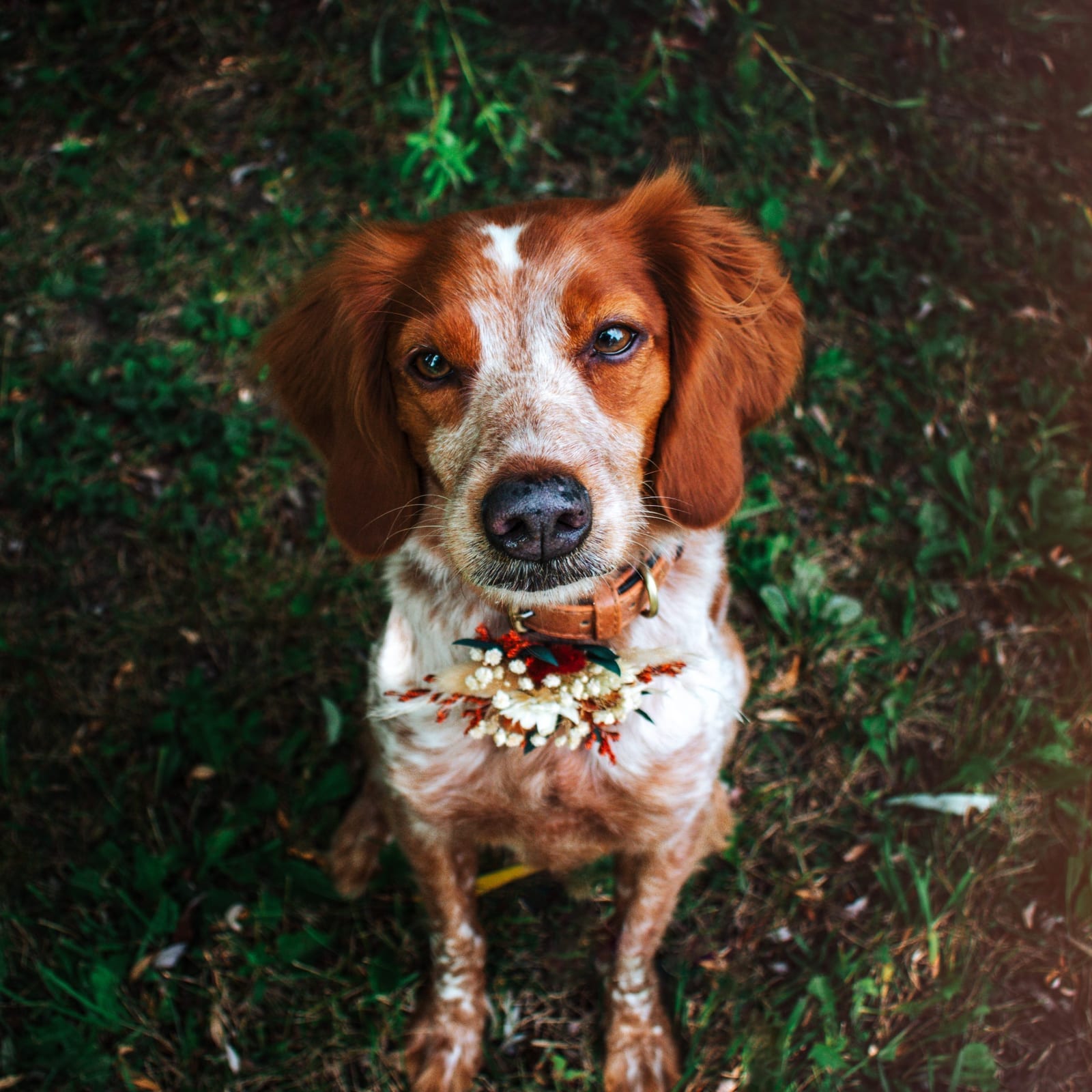 Kona