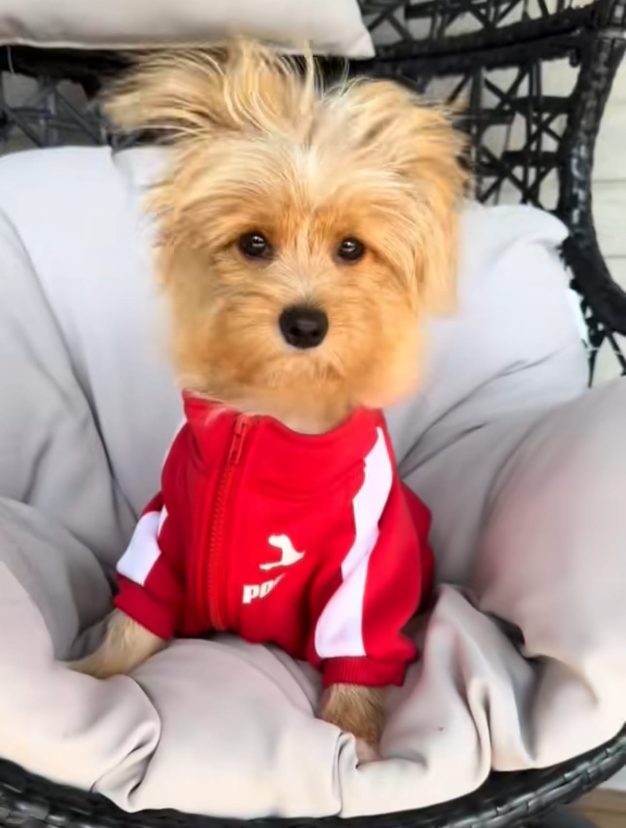 Milo
