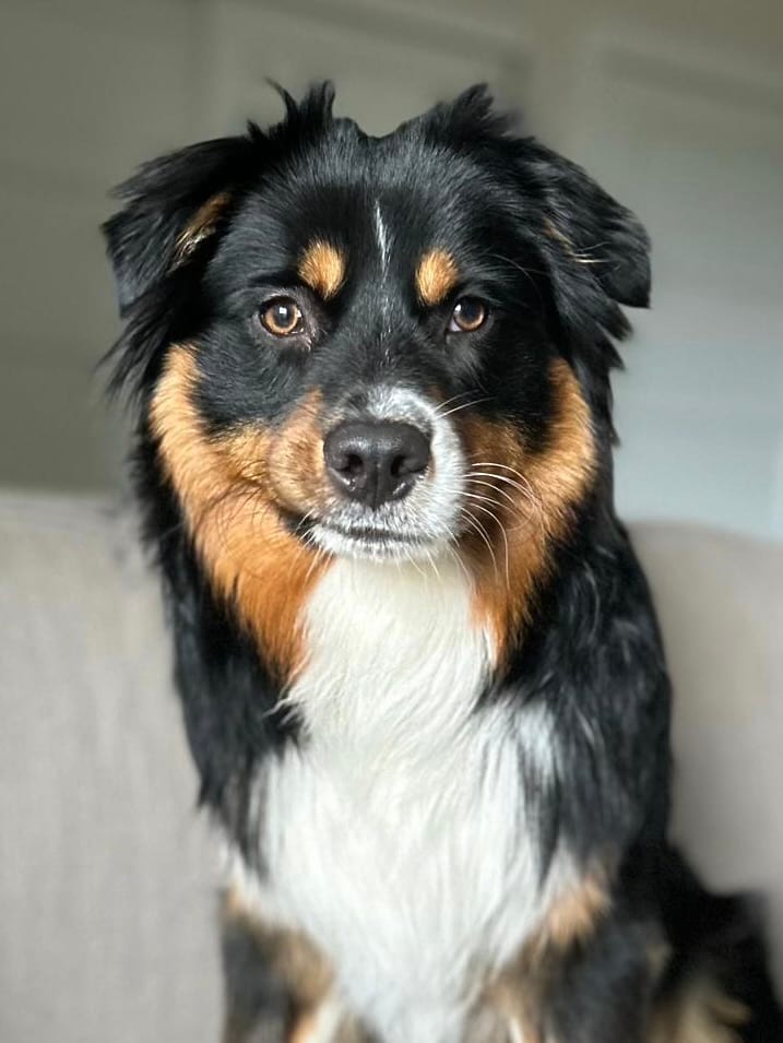 Teddy