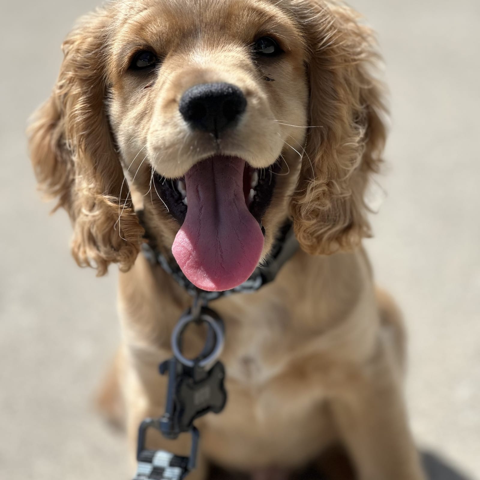Gus