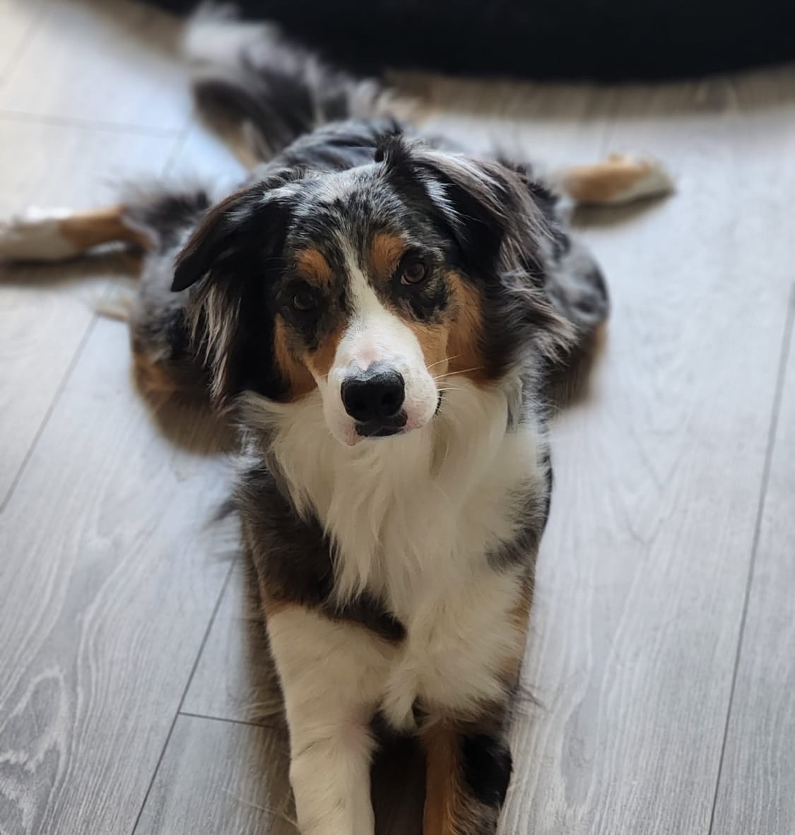 Bruno