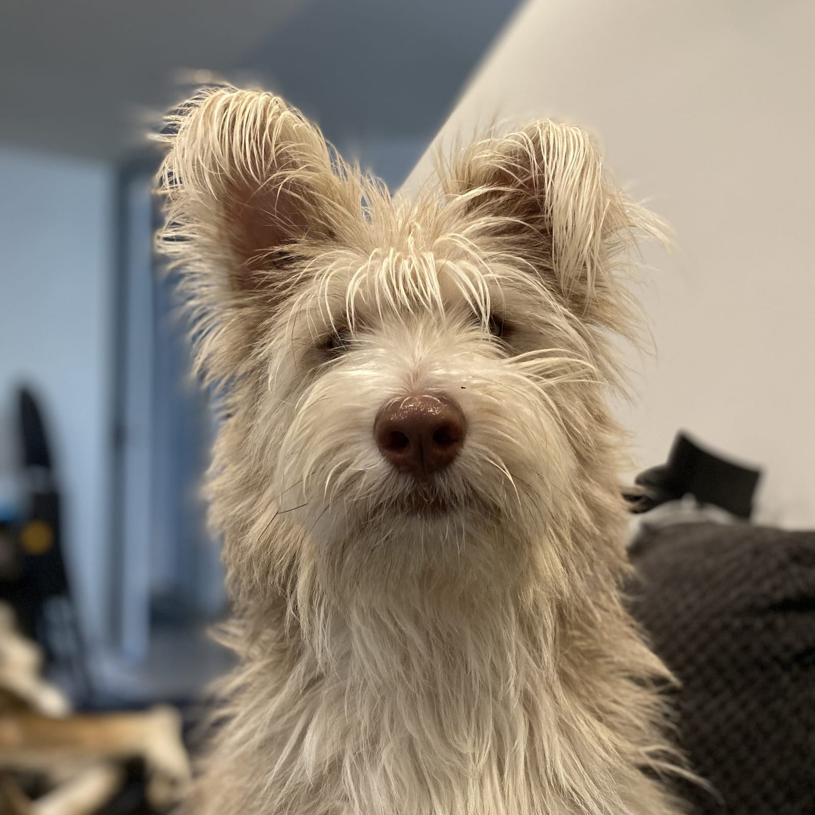Iron