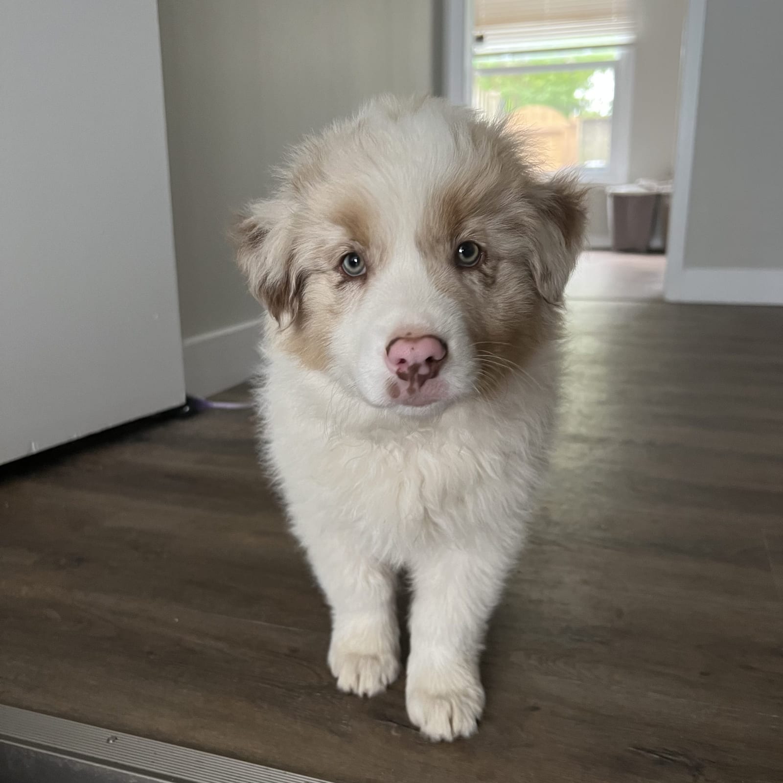 Percival