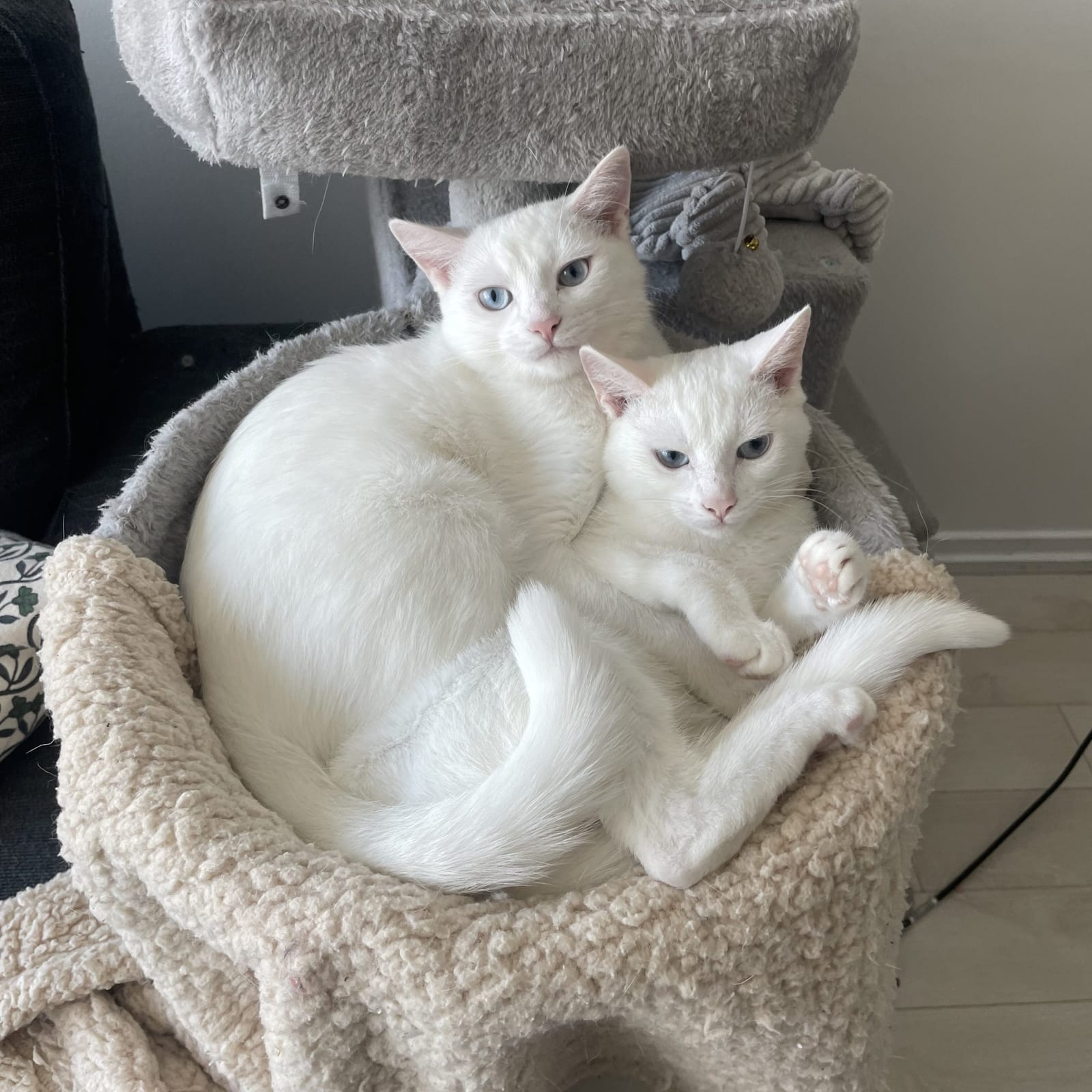 Aurora and Selene