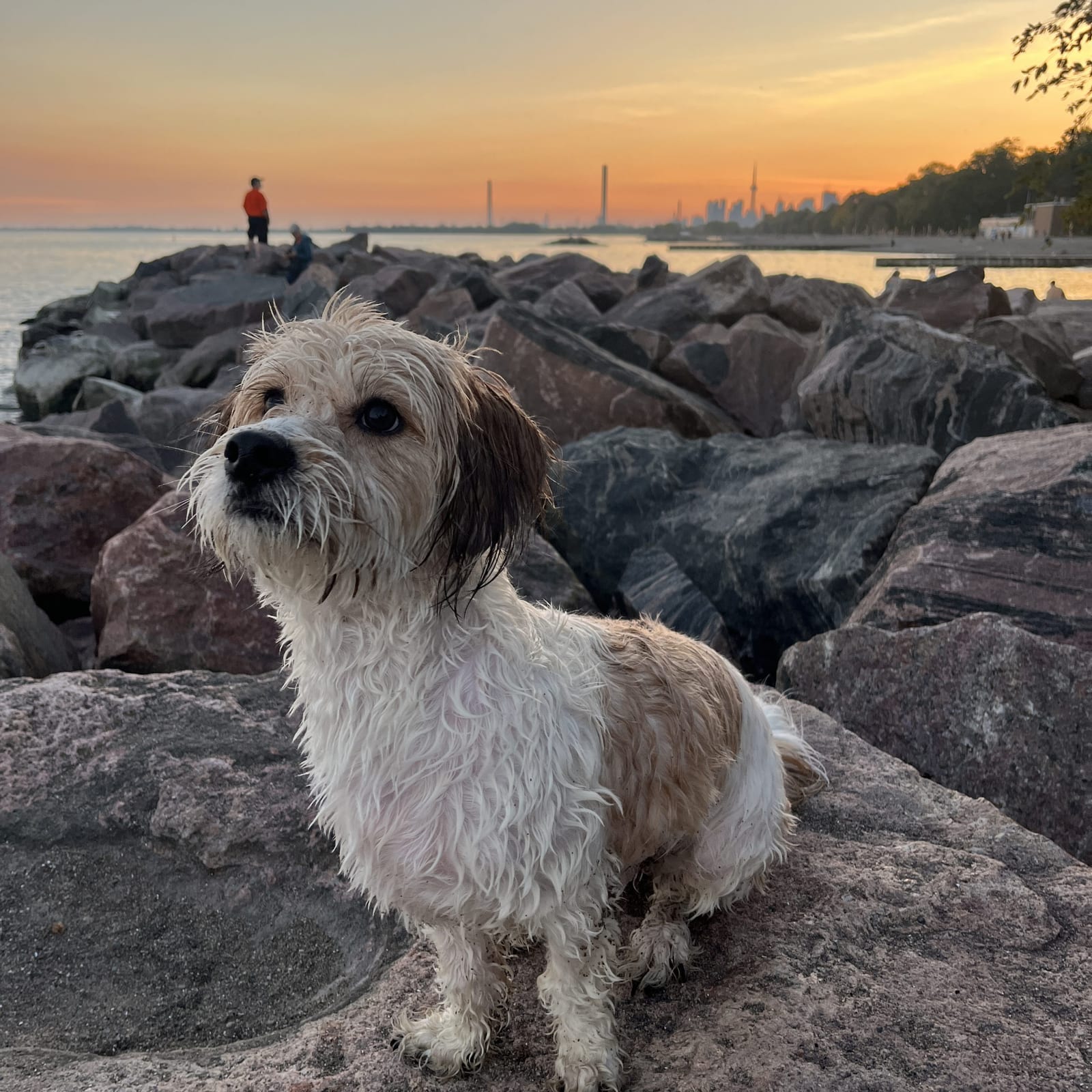 Mylo