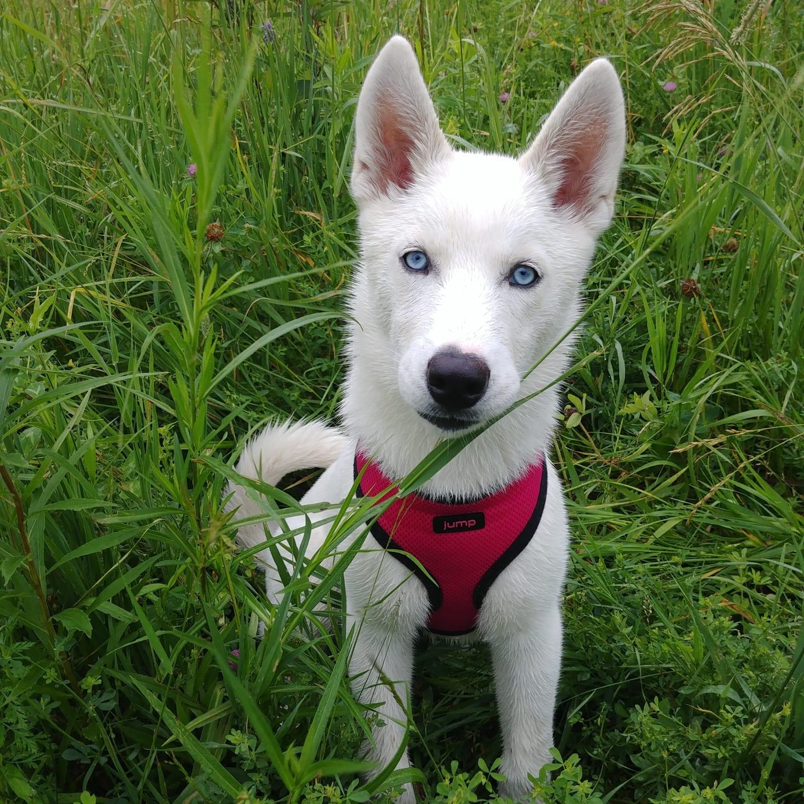 Loki