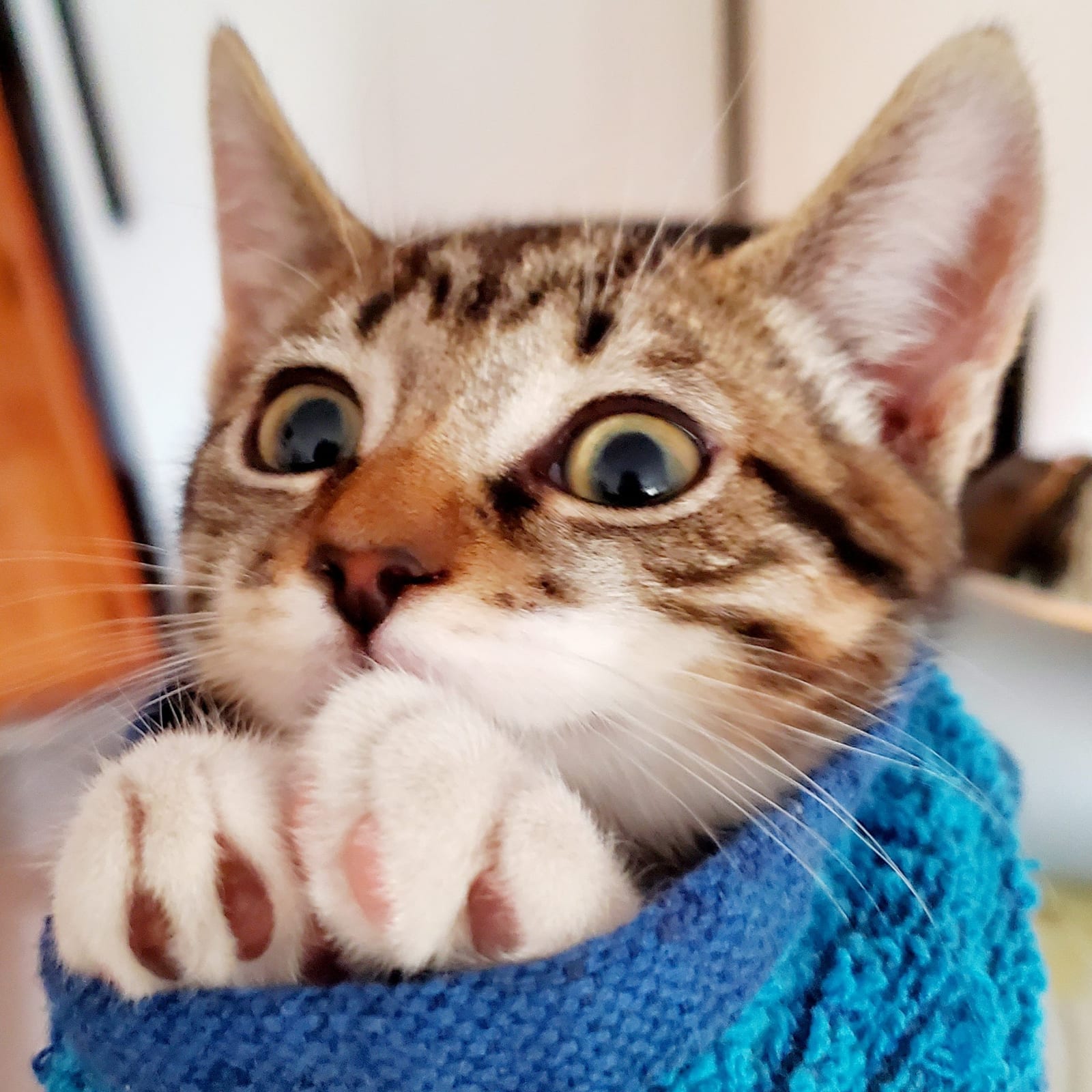 Mimi