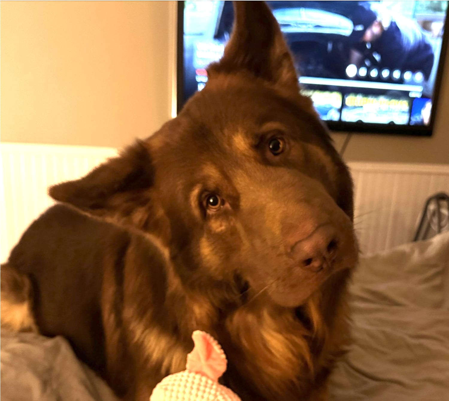 Chewie