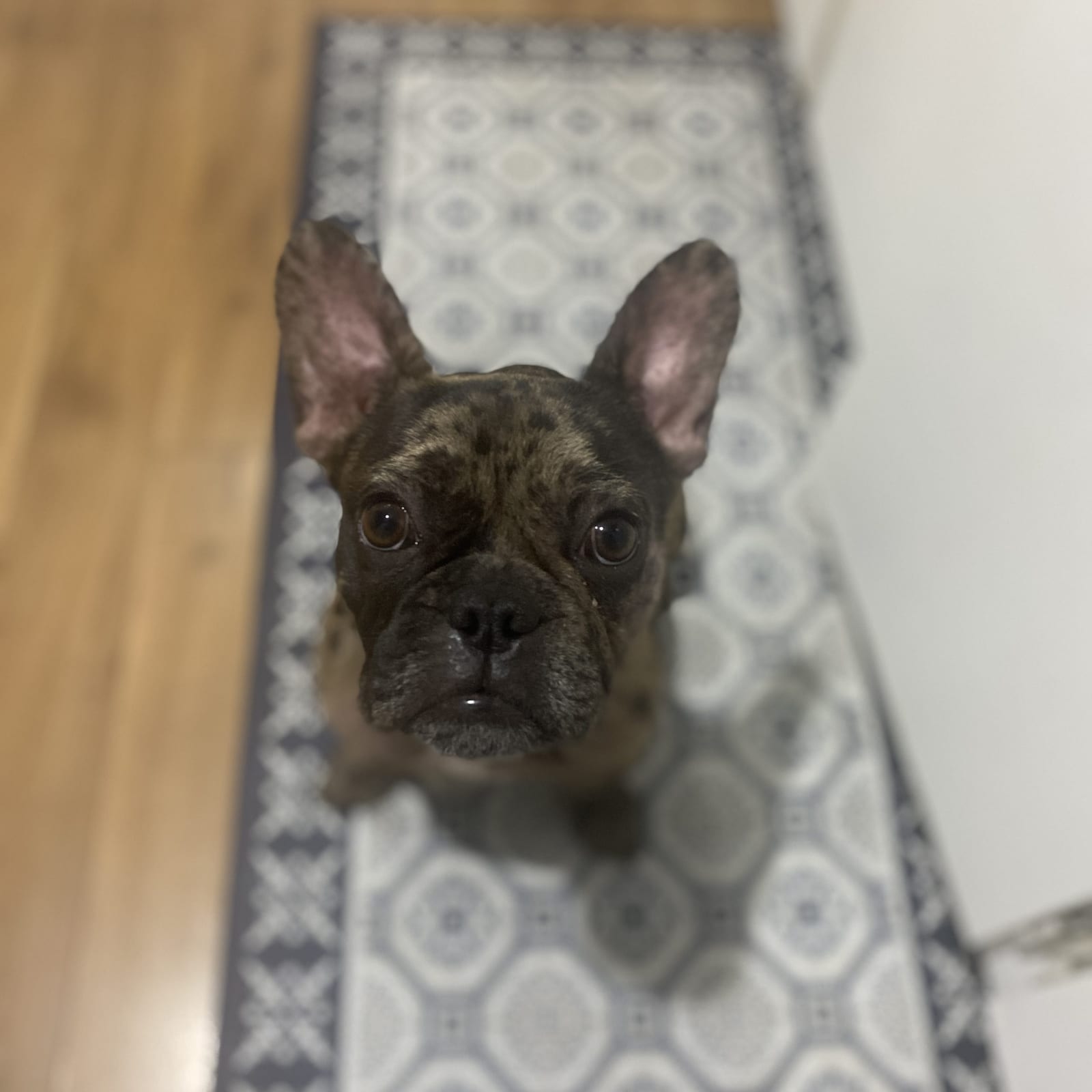 Bella