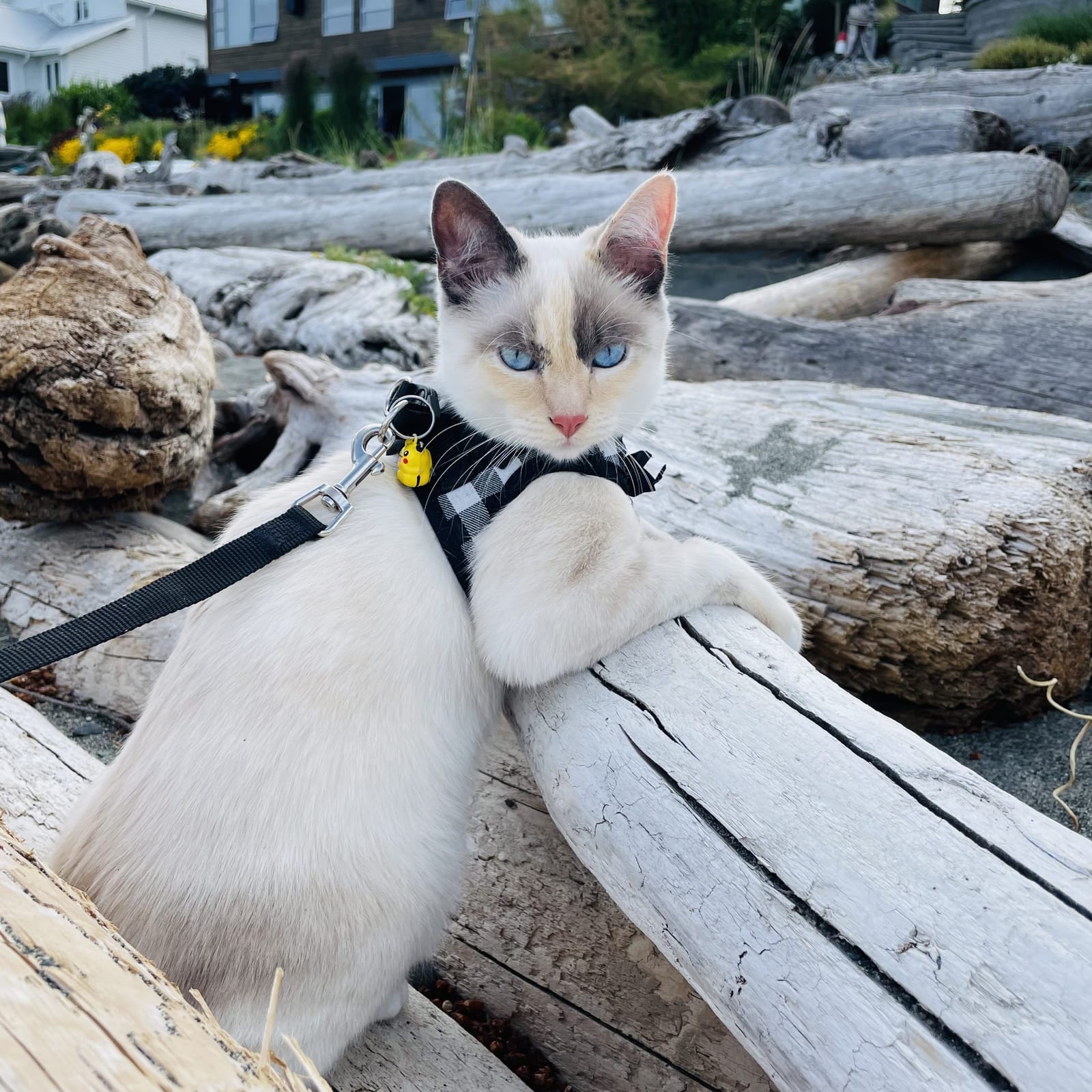 Nyla