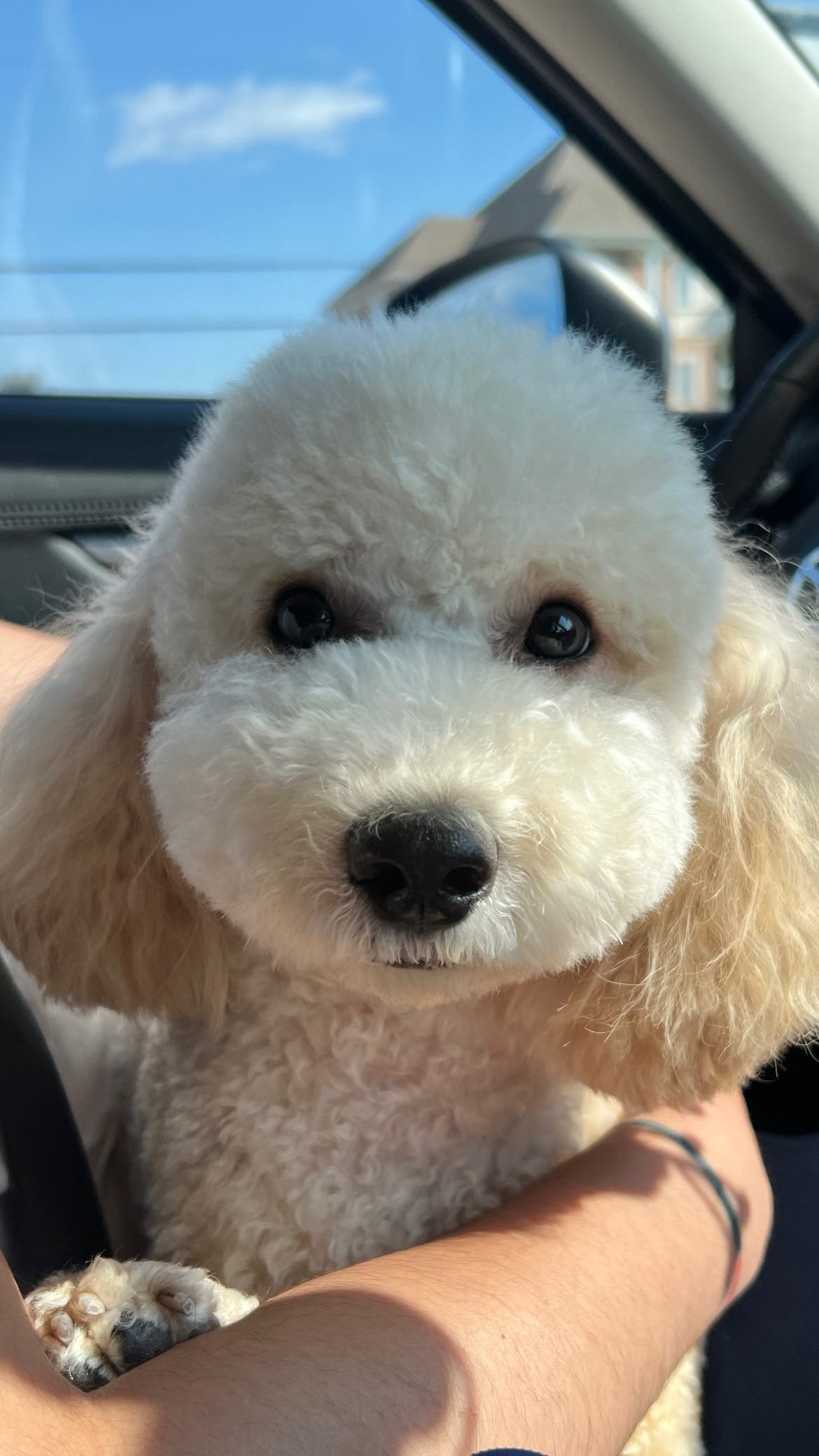 Kuma