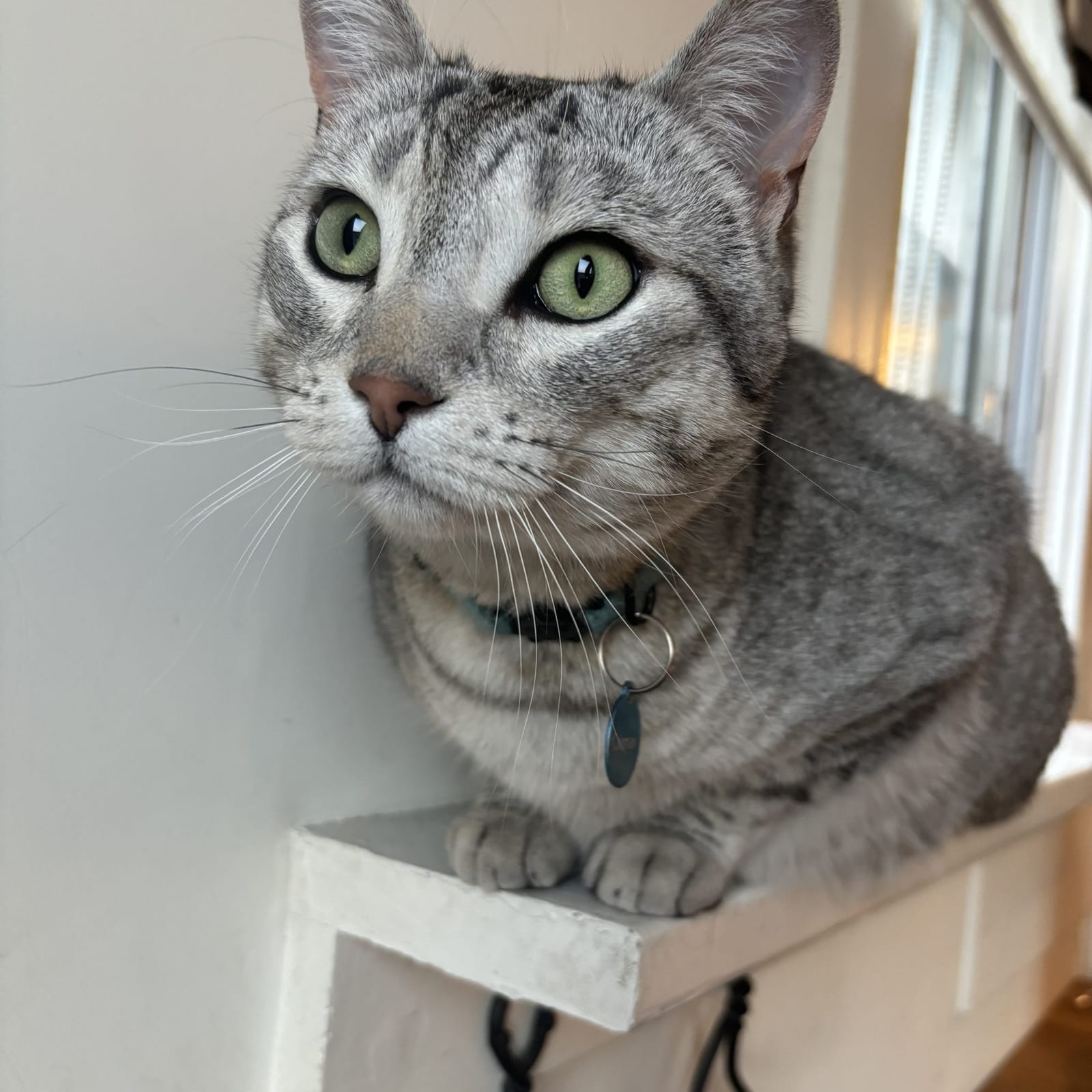 Catman