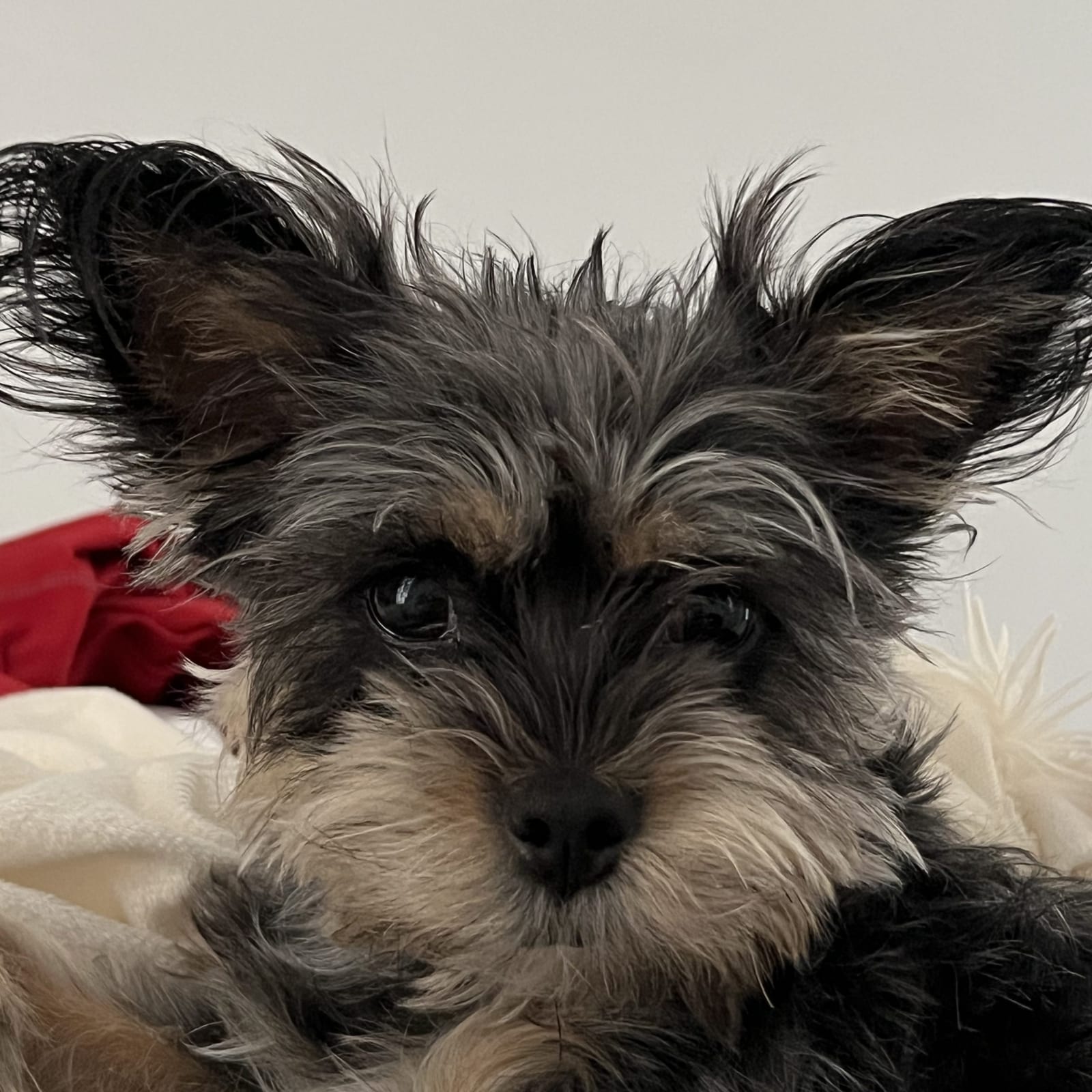 Koko