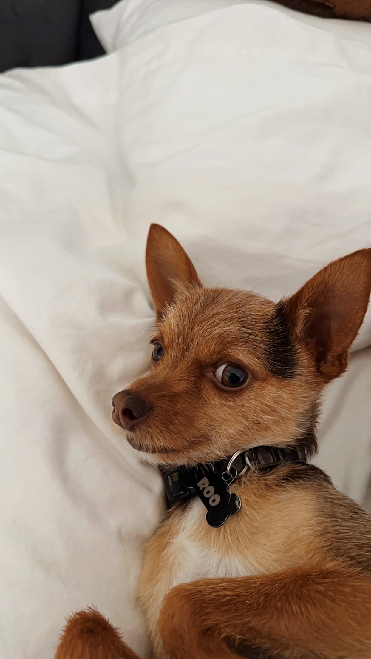 Roo