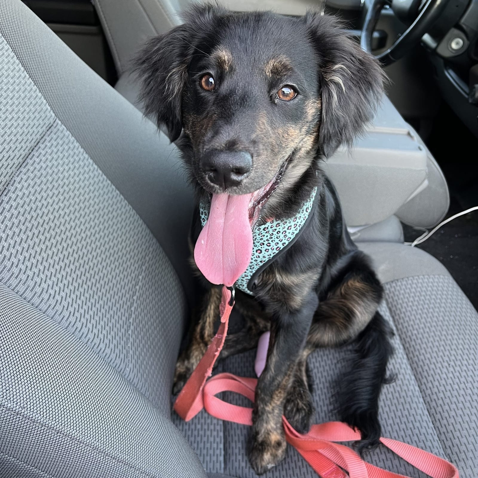 Piper