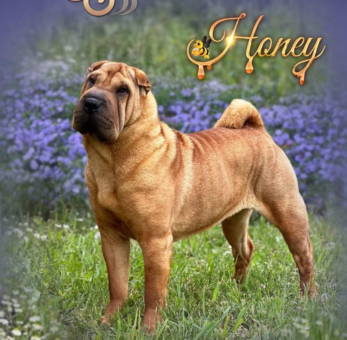 Honey