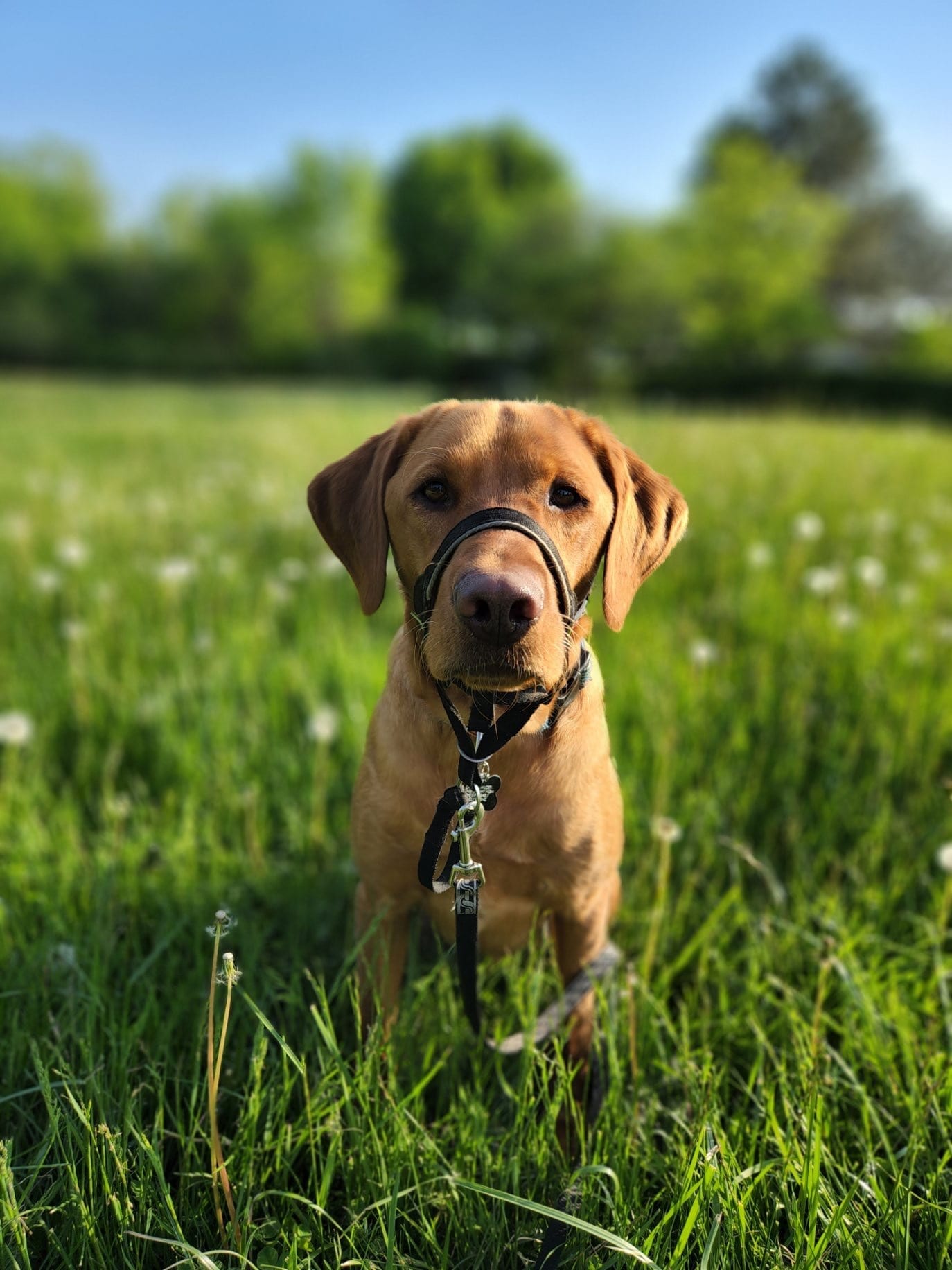 Nash