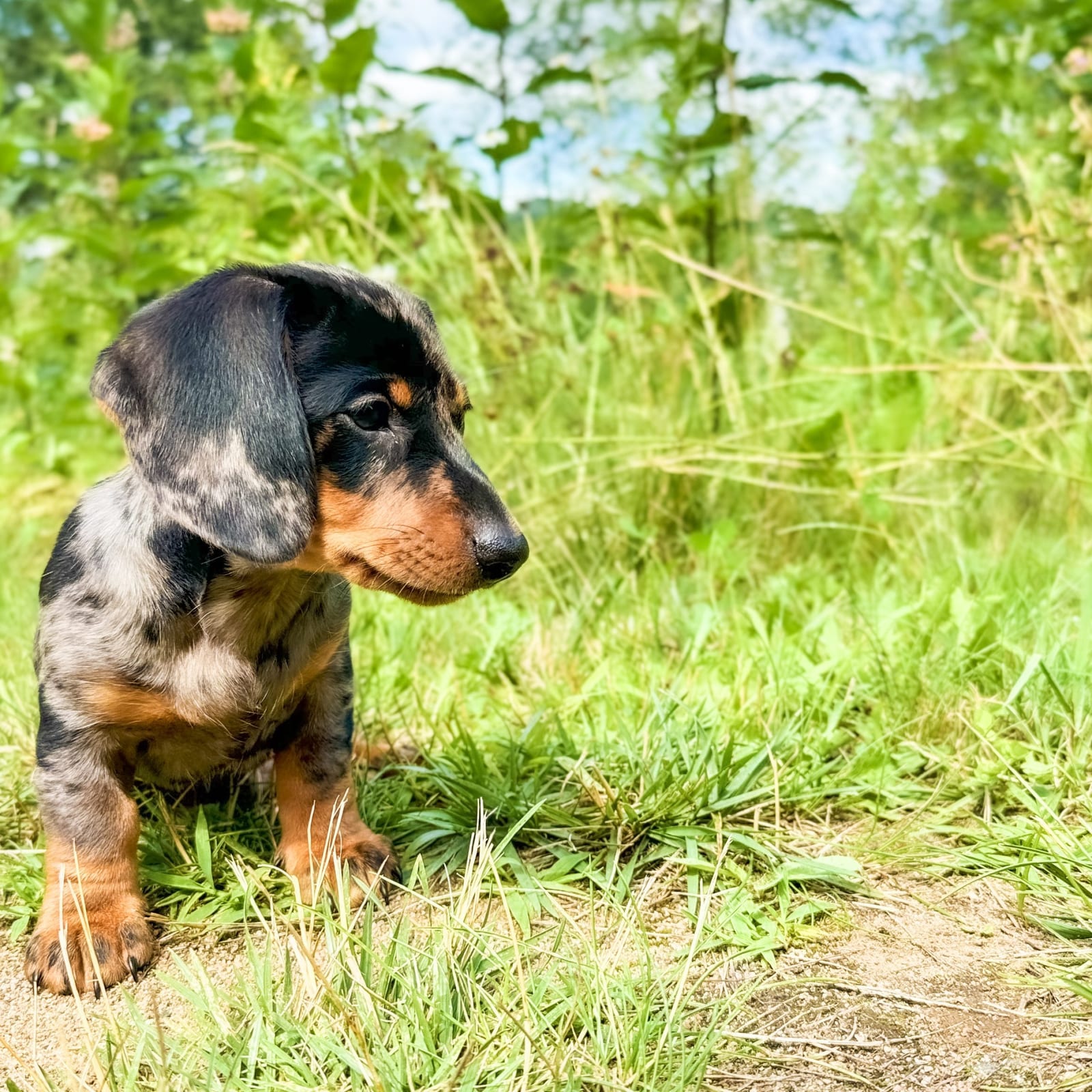 Auggie and Pepper