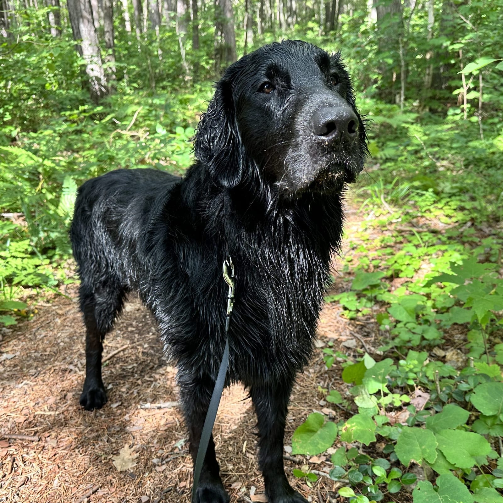 Ripley