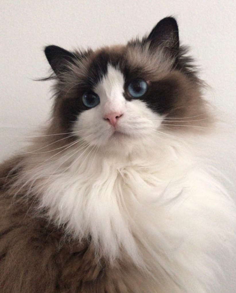 Vanilla