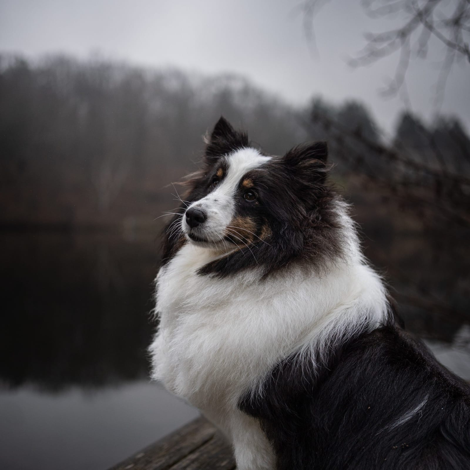 Willow