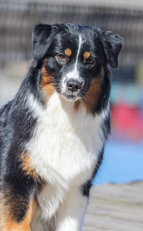 Roo