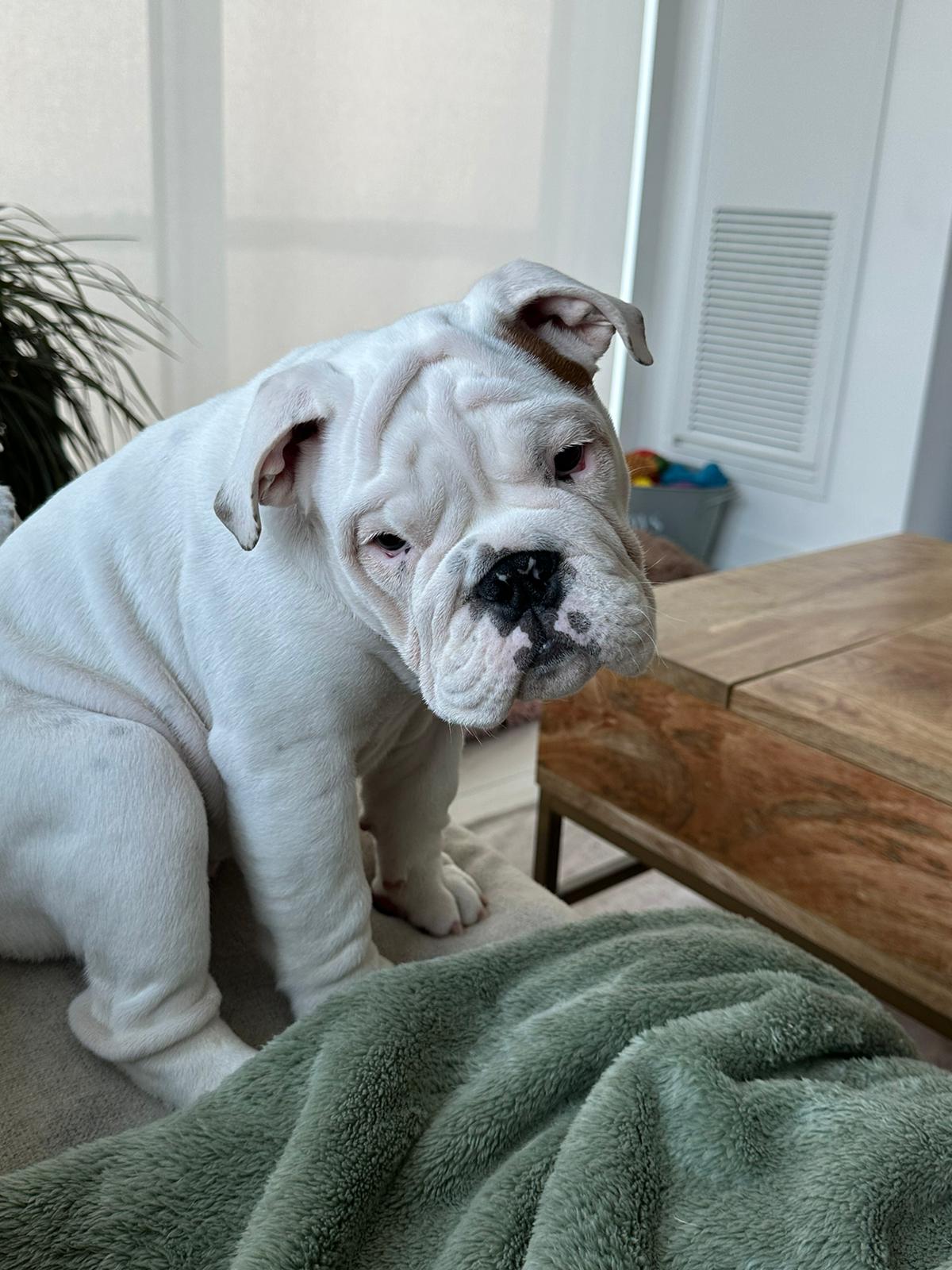 Diesel