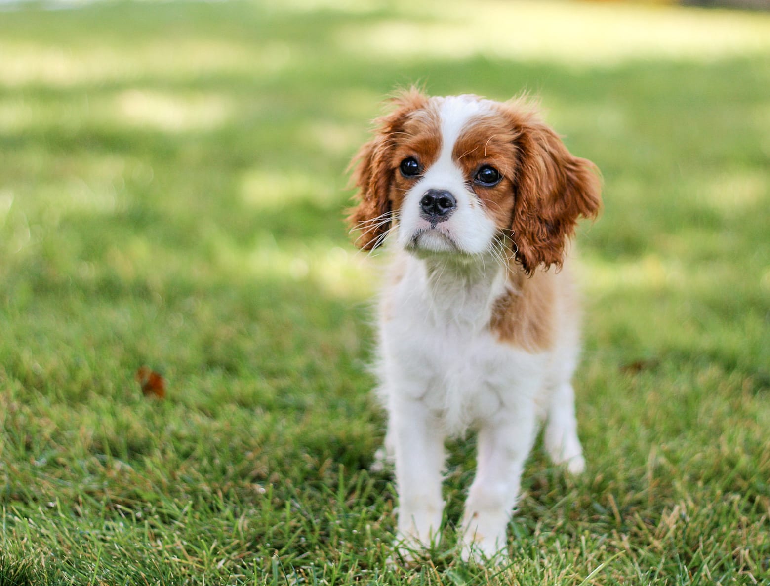 Archie