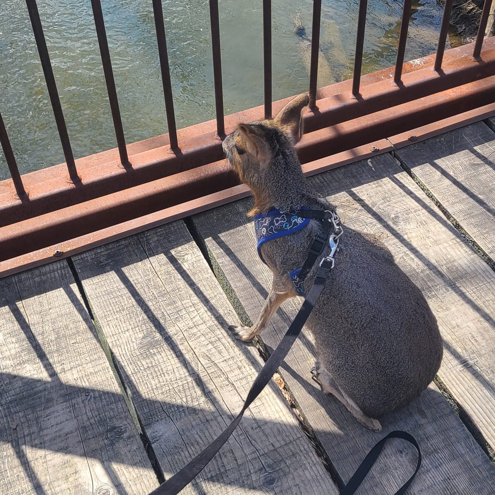 Penelope