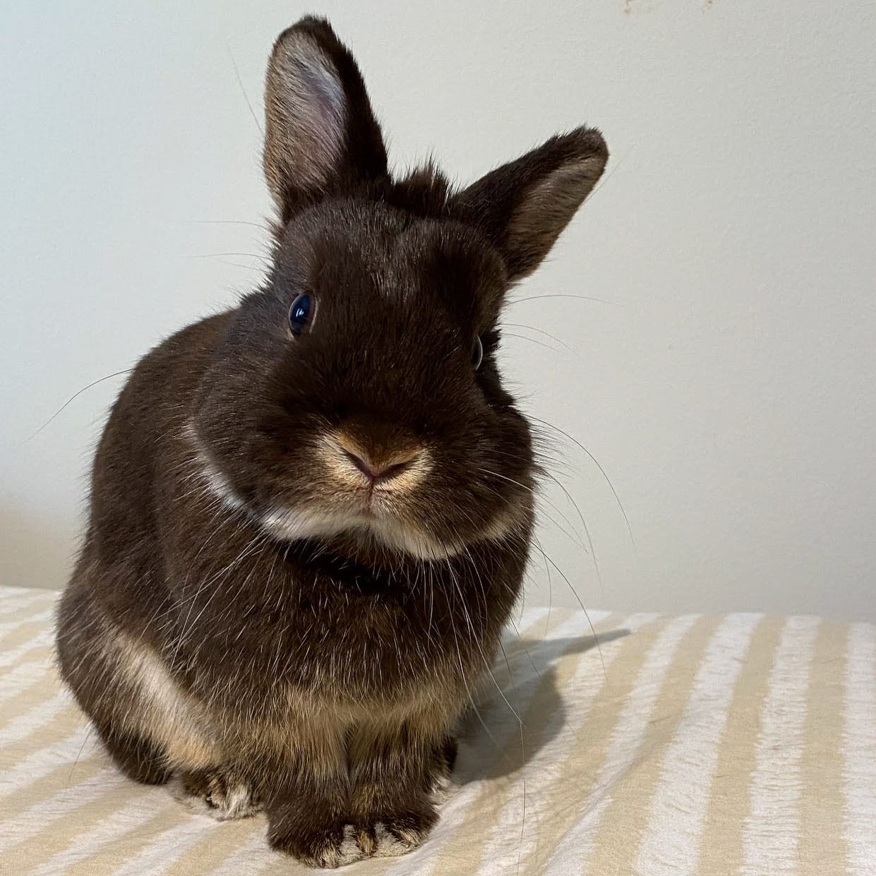 Lulu