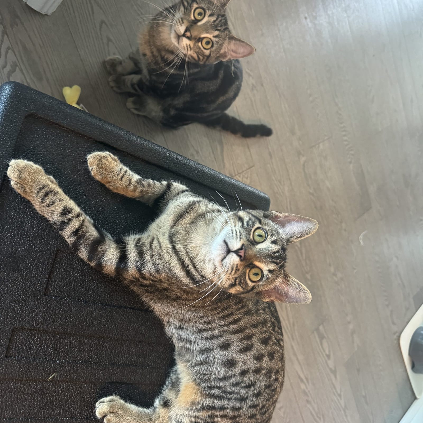 Oliver and Olivia