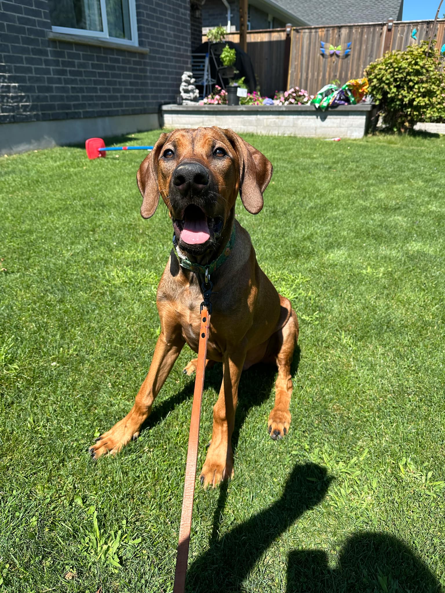 Leo