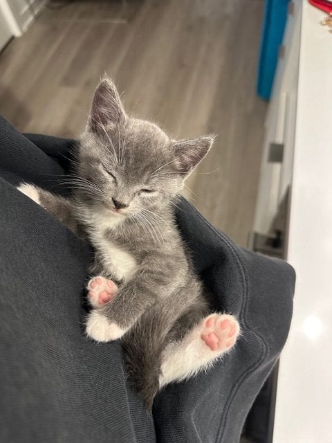 Yuki Bean