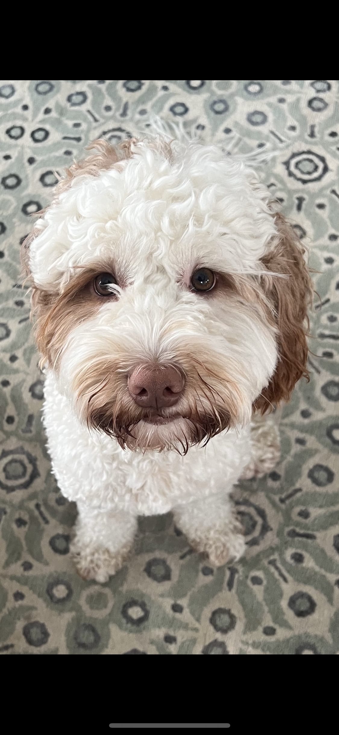 Teddy