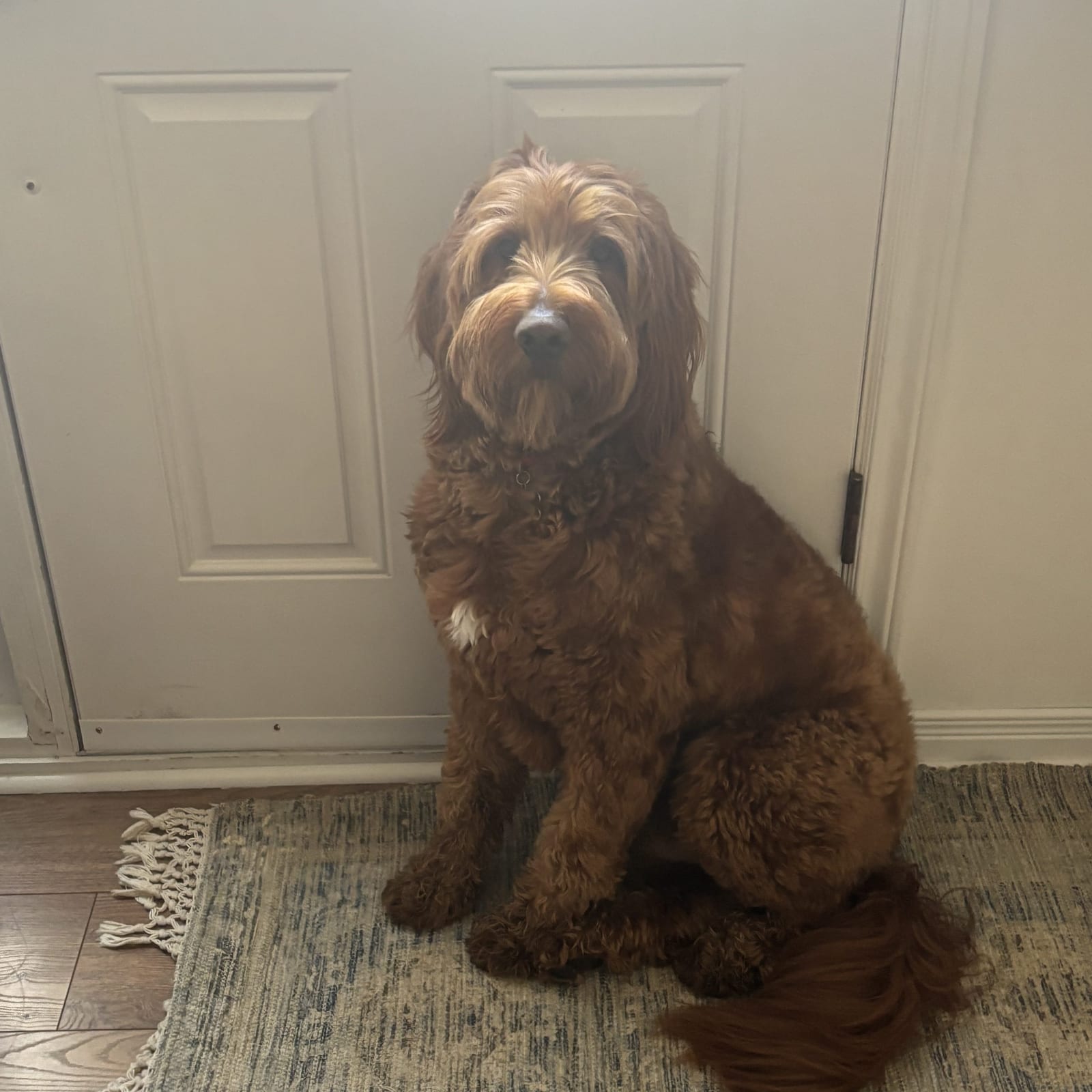 Leo