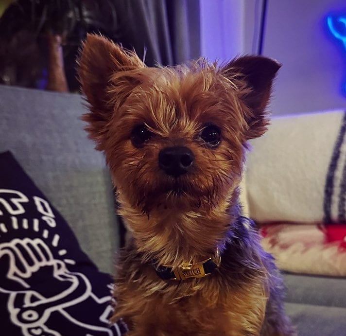 Stitch