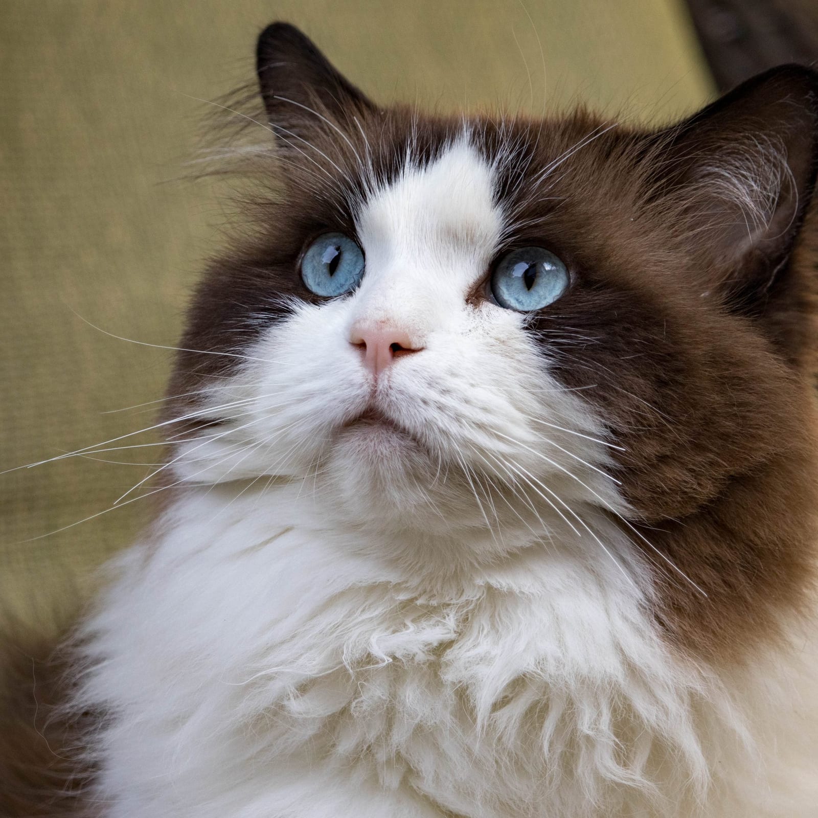Oscar