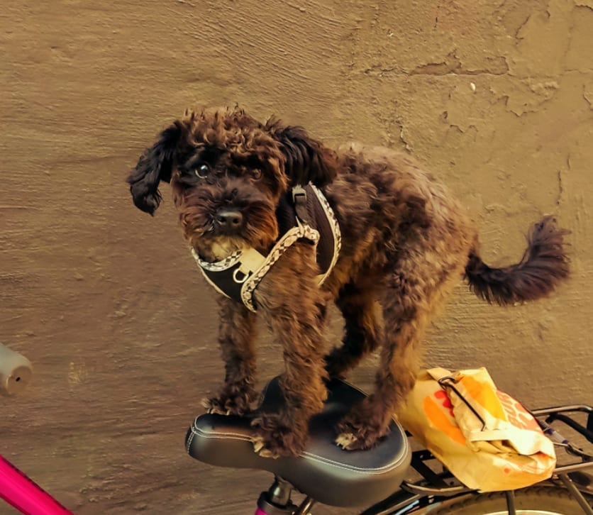 Max