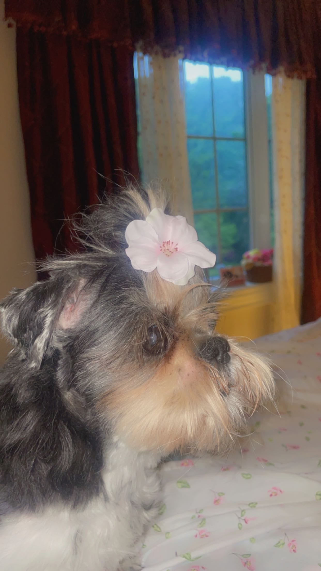 Rosie