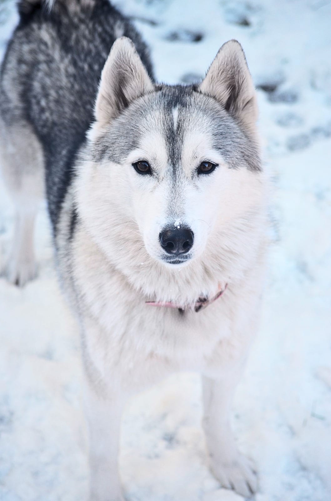 Niska