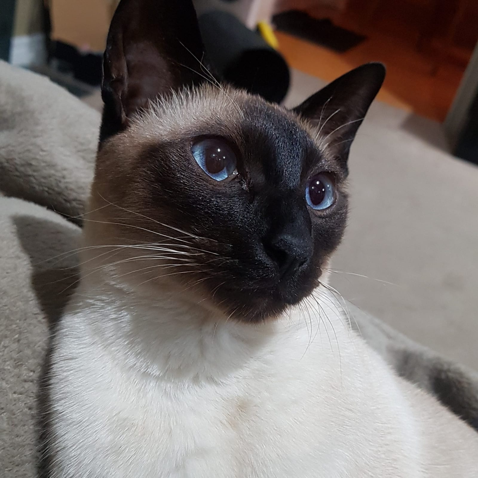 Jaxx