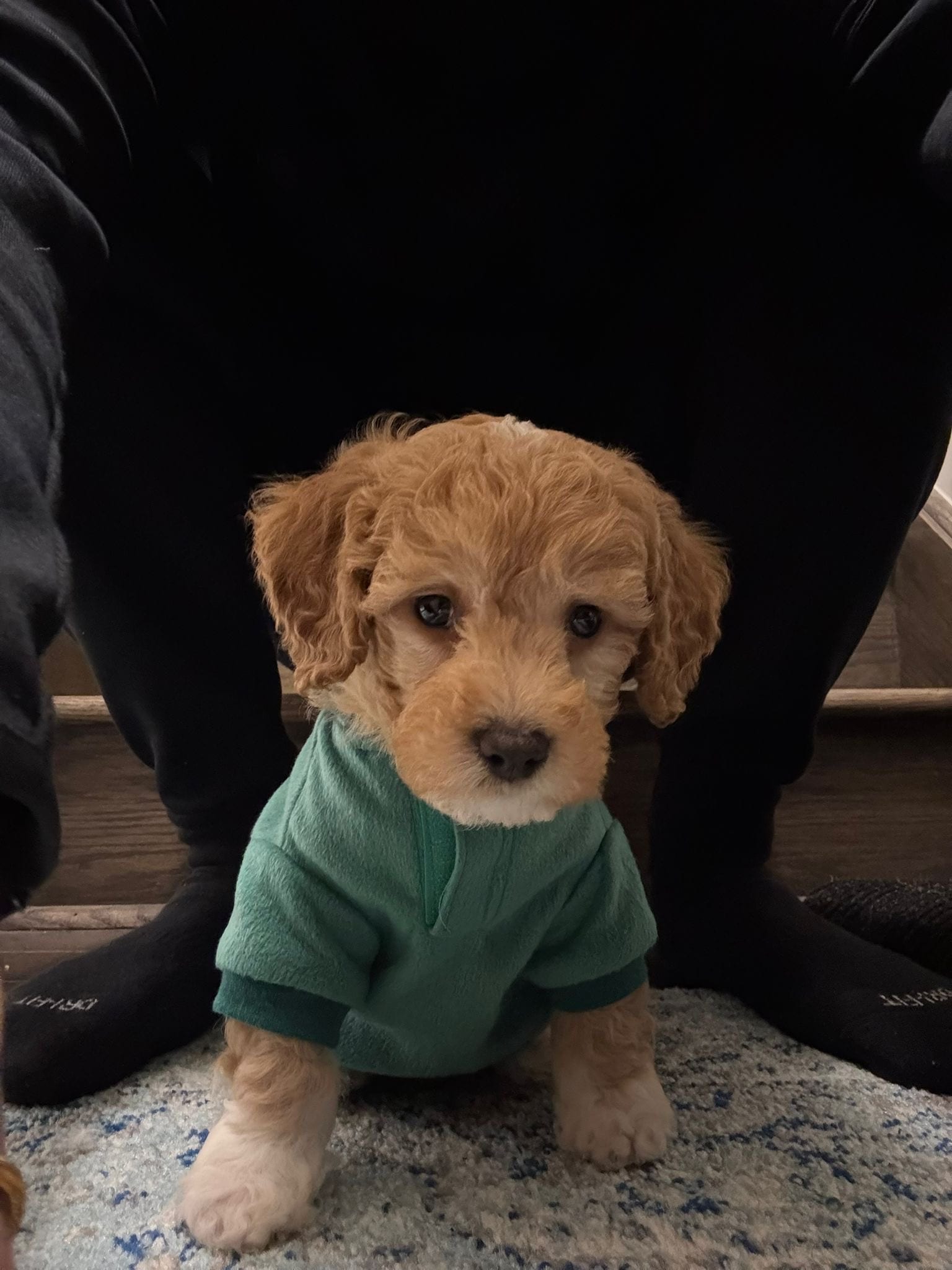Archie